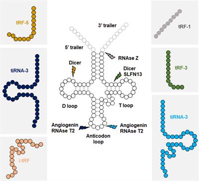 Emerging Classes of Small Non-Coding RNAs With Potential Implications in Diabetes and Associated Metabolic Disorders